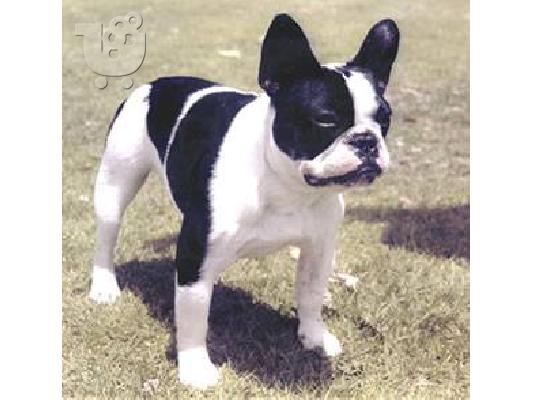 PoulaTo: ΓΑΛΛΙΚΟ BULLDOG ΚΑΘΑΡΟΑΙΜΟ ΚΟΥΤΑΒΑΚΙ